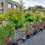  Ambrovník styraxový (Liquidambar styraciflua) ´GUMBALL´ - výška 140-160 cm, obvod kmeňa: 8/10 cm, kont. C18L - NA KMIENKU 